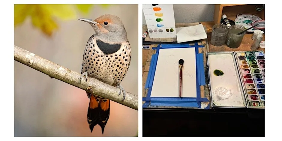 Birds in Watercolor: Northern Flicker with Ronna Fujisawa