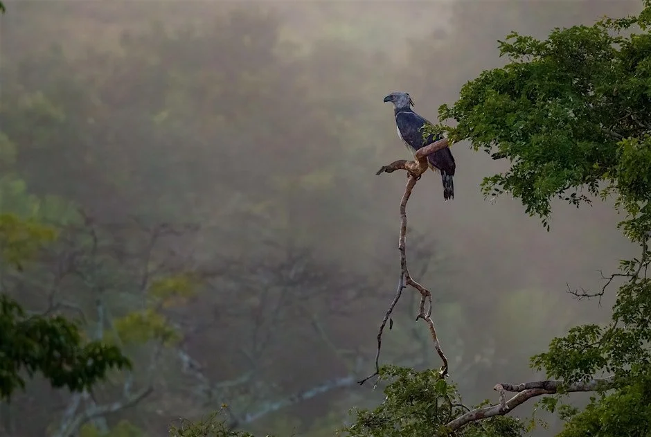 Strengthening Bird Habitats and Coastal Resilience in Panama