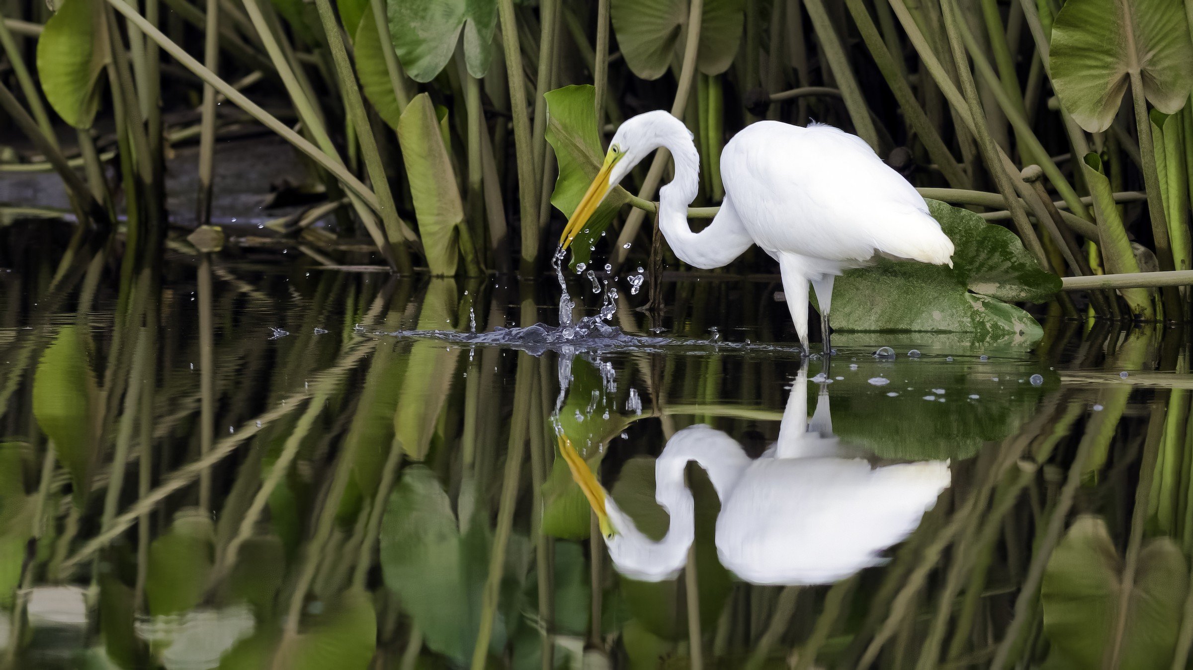 Please DONATE TODAY to help northern Virginia's birds: A Note from Our President