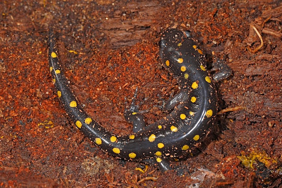 Meet Virginia's Salamanders with Leeanna Pletcher