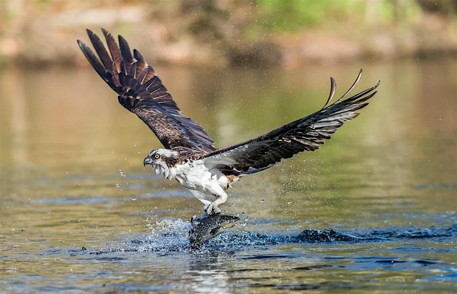 Ospreys in the Chesapeake Bay Watershed with Joanie Millward