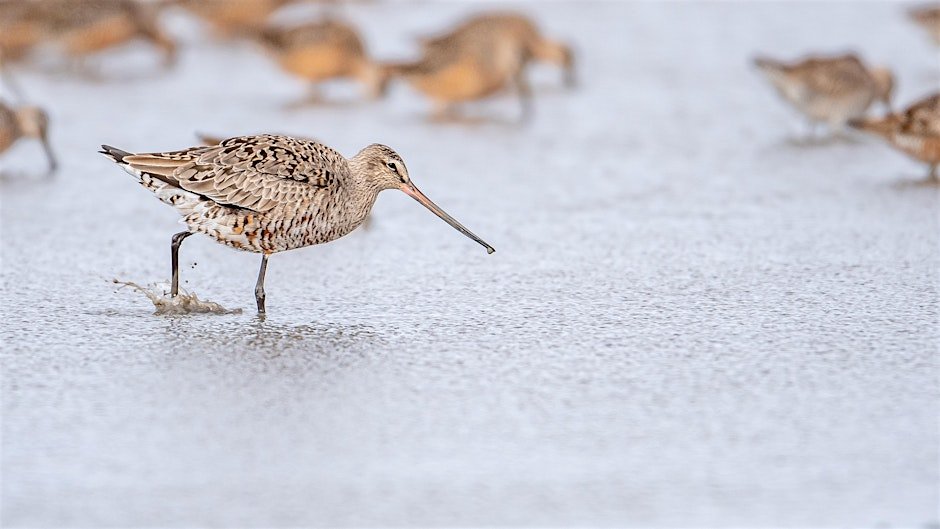 30,000 Miles in Search of Godwits with Bruce Beehler