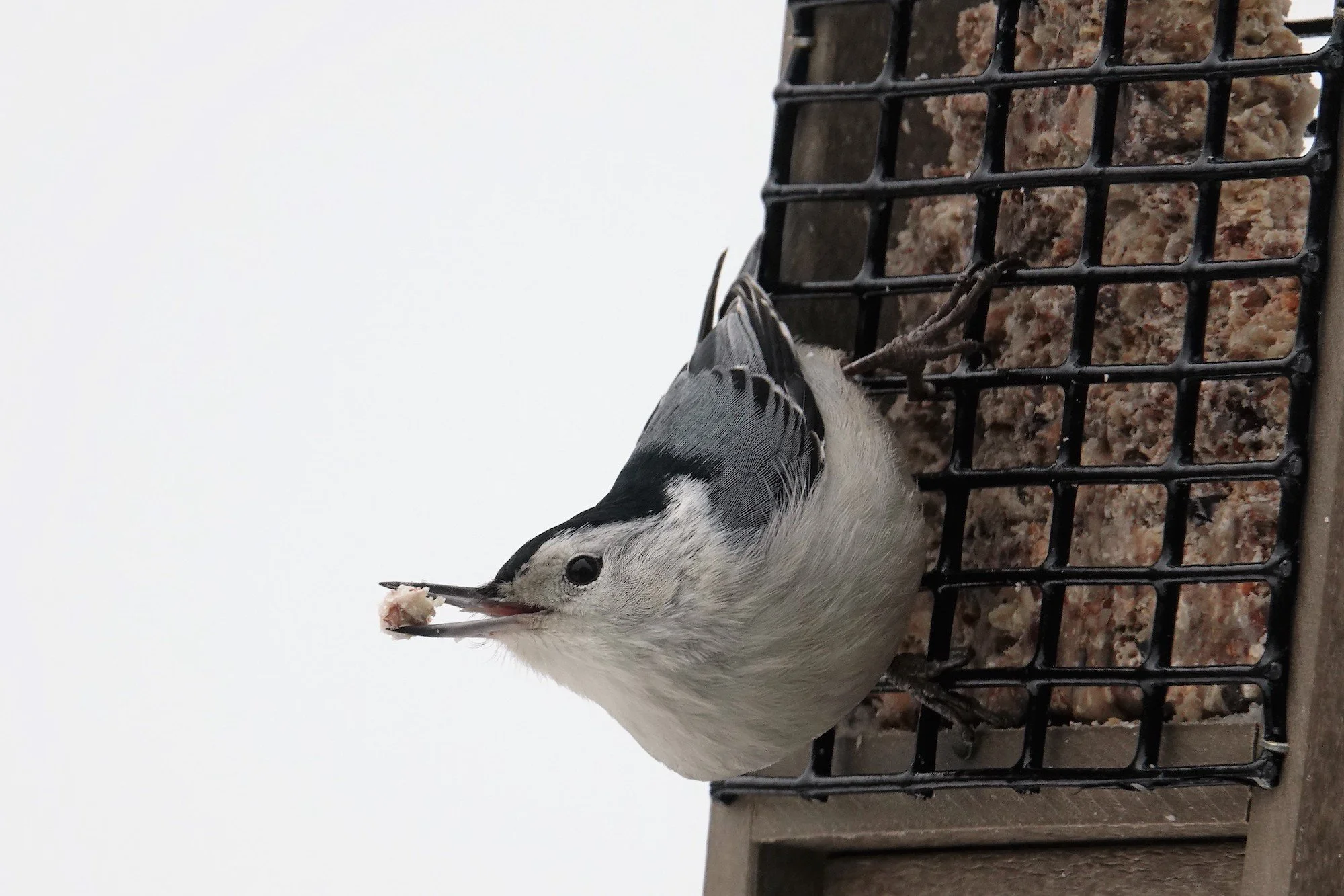 Wildlife Sanctuary Almanac: Winter Bird Feeders and Bird Baths