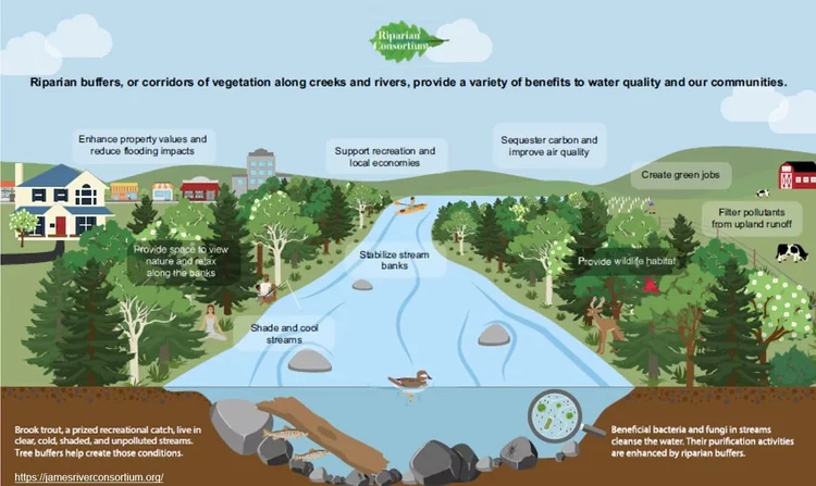 Clean Water and Native Plants — Northern Virginia Bird Alliance