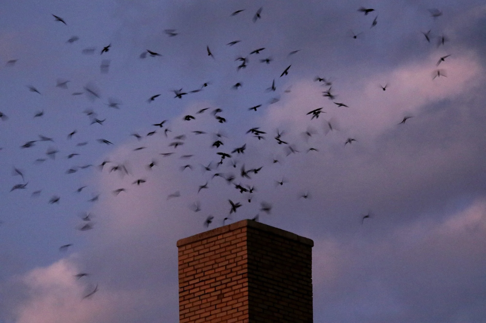 The Chimney Swift
