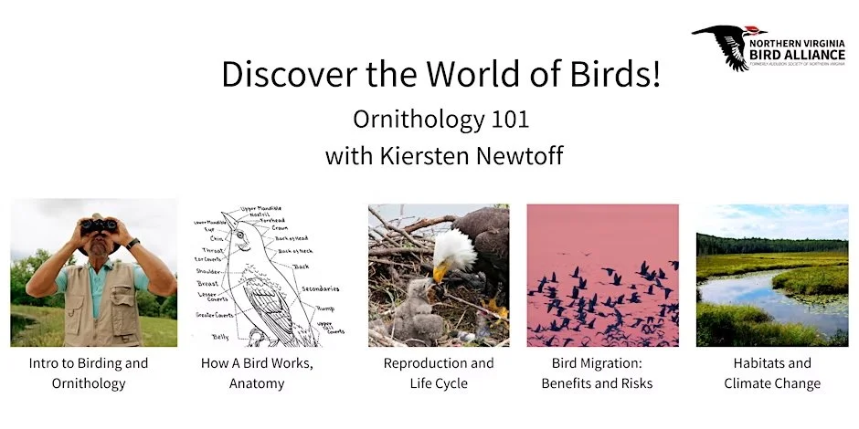 Ornithology 101 with Kiersten Newtoff