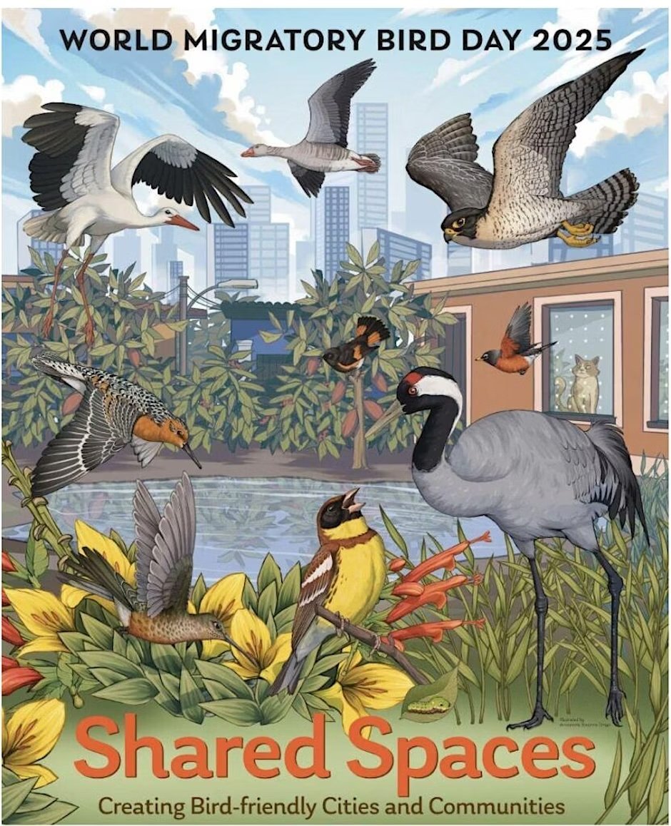 Creating Bird-Friendly Cities and Communities: World Migratory Bird Day