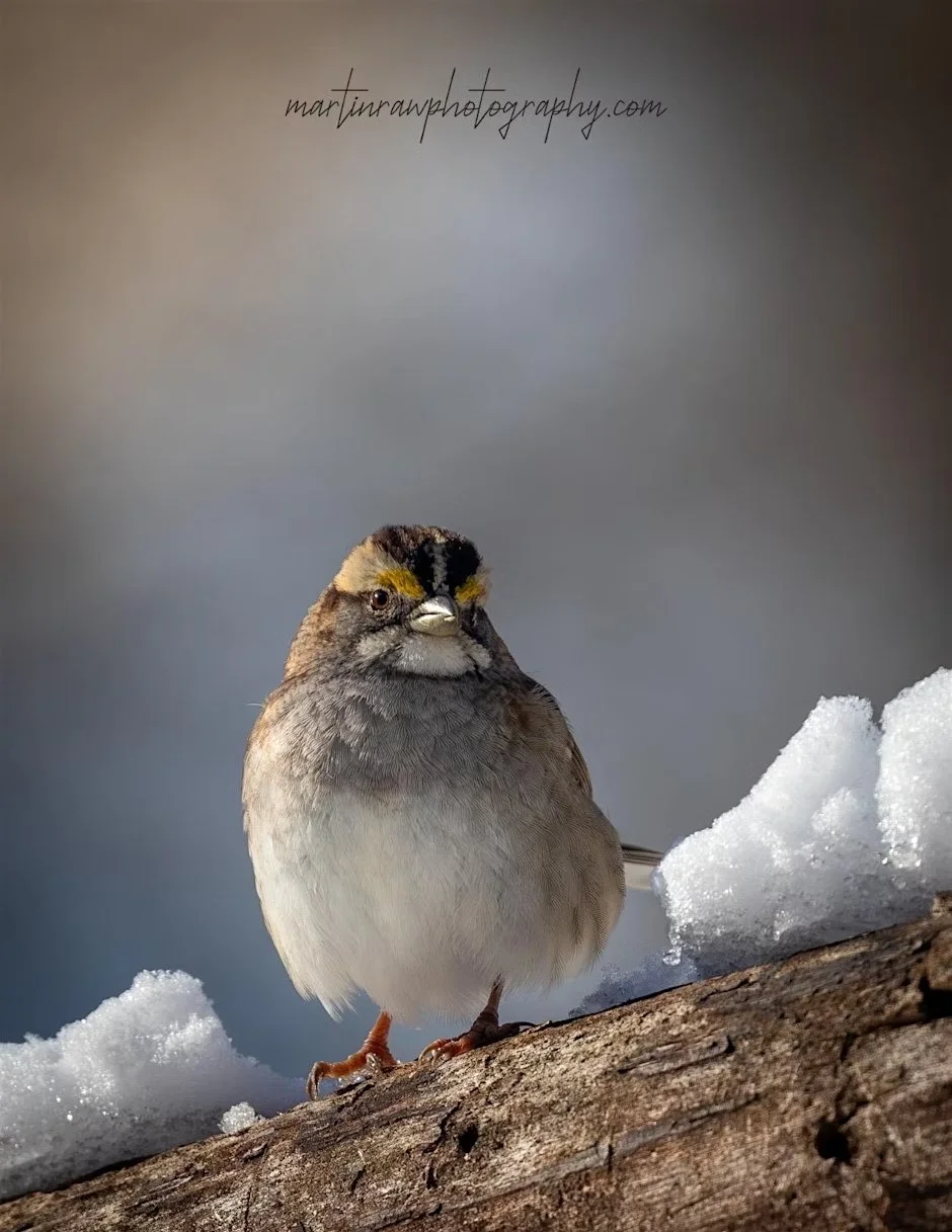 Sparrow Identification