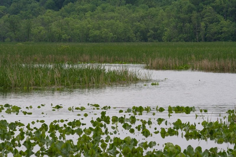 View of Dyke Marsh, Dixie Sommers