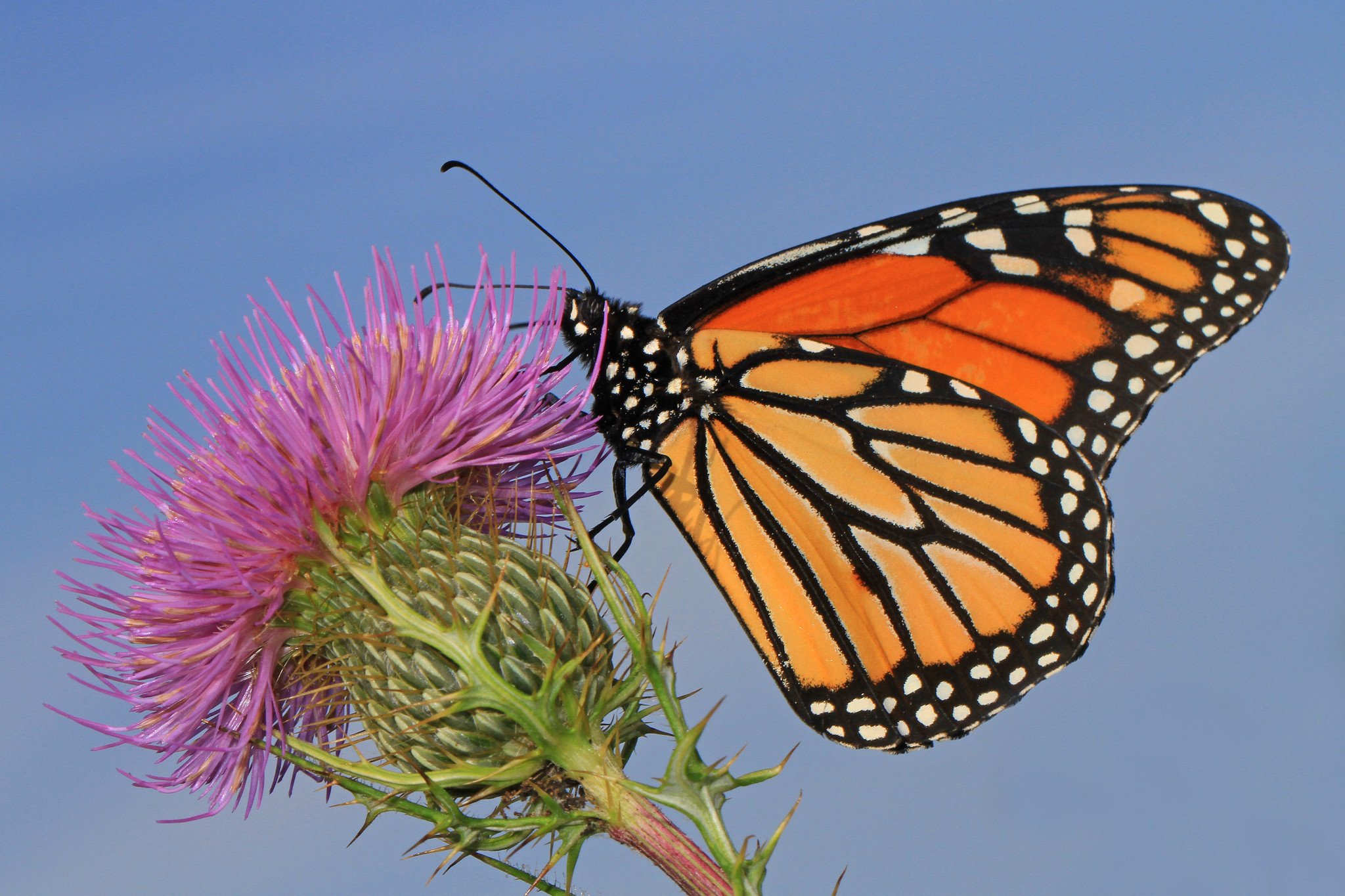 Monarch butterfly, Judy Gallagher