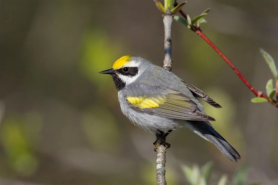 Virginia Wildlife Action Plan 2025 with Jeff Trollinger