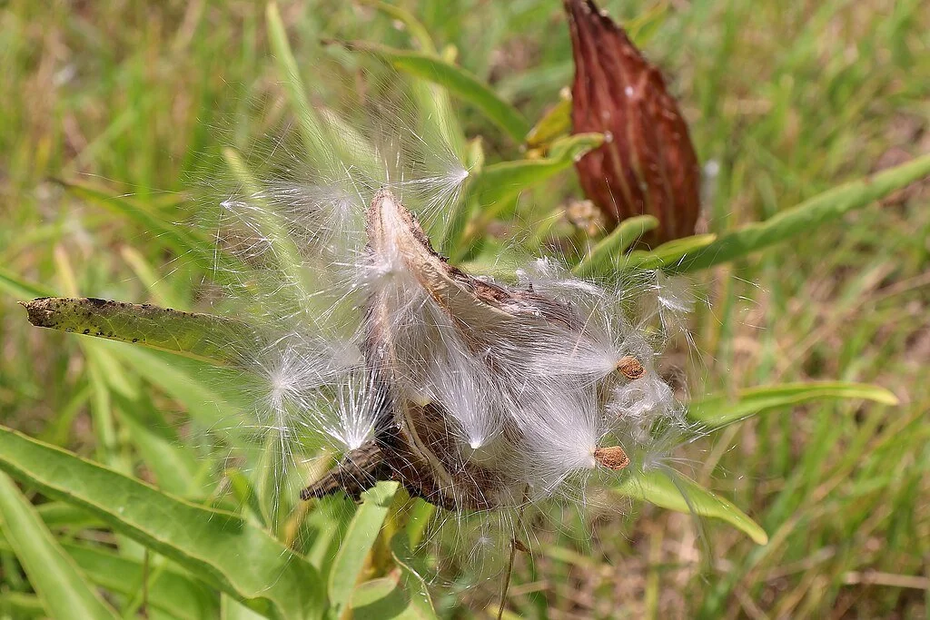 Milkweed seeds, Larry D. Moore, CC BY 4.0, via Wikimedia Commons