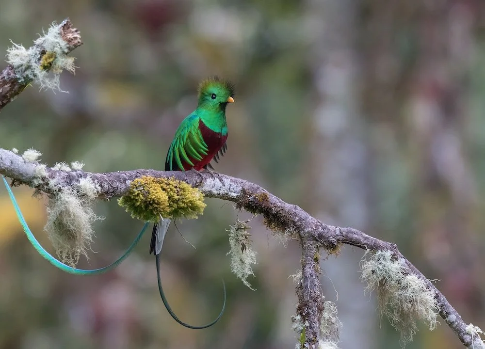 Resplendent Quetzal, Charles Gangas/Audubon Photography Awards