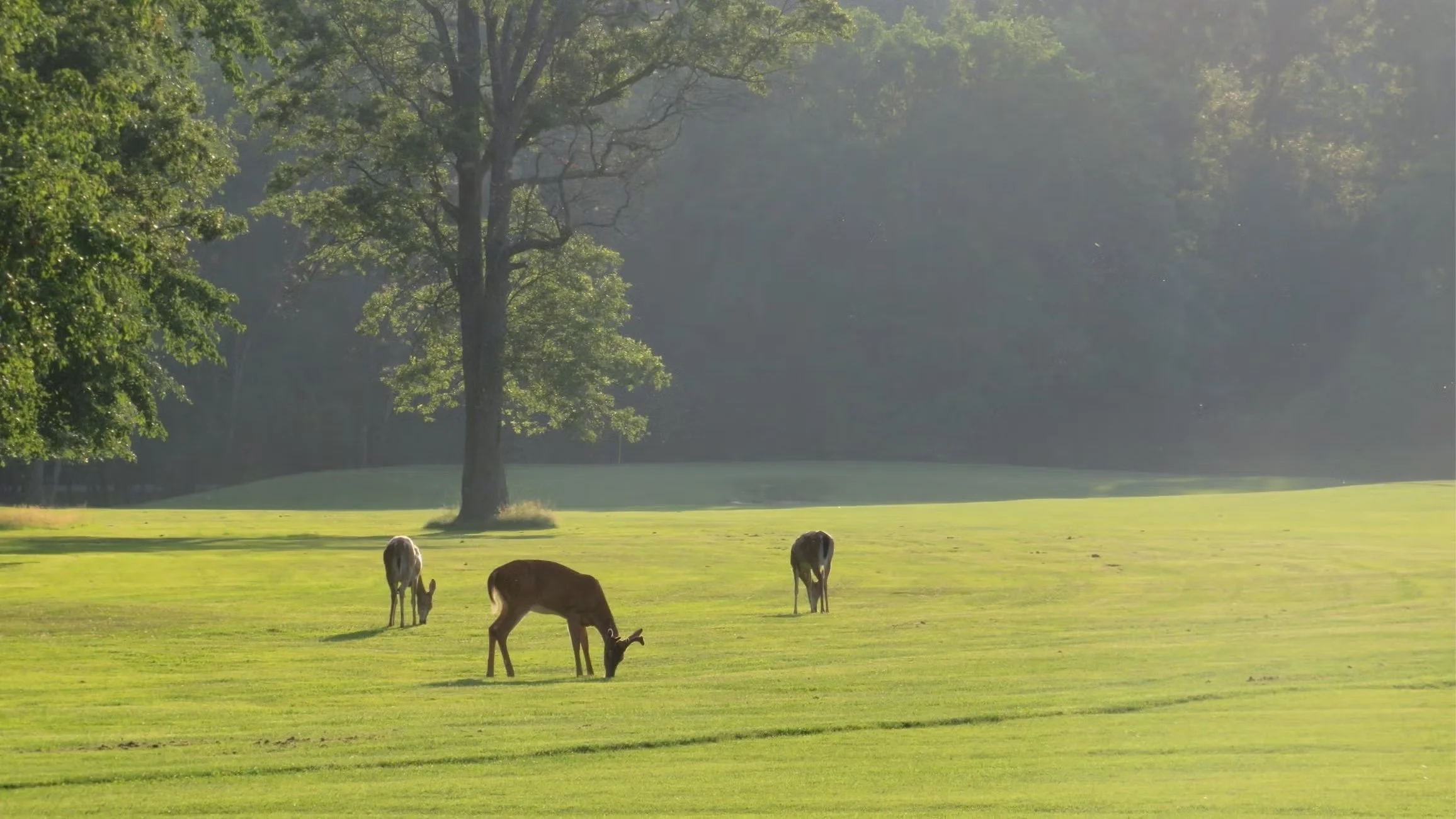 NextGen Bird Walk: Algonkian Regional Park
