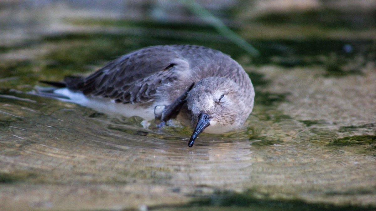 NextGen Visit to the Bird House at Smithsonian National Zoo
