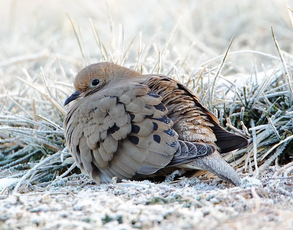 How Birds Survive Winter