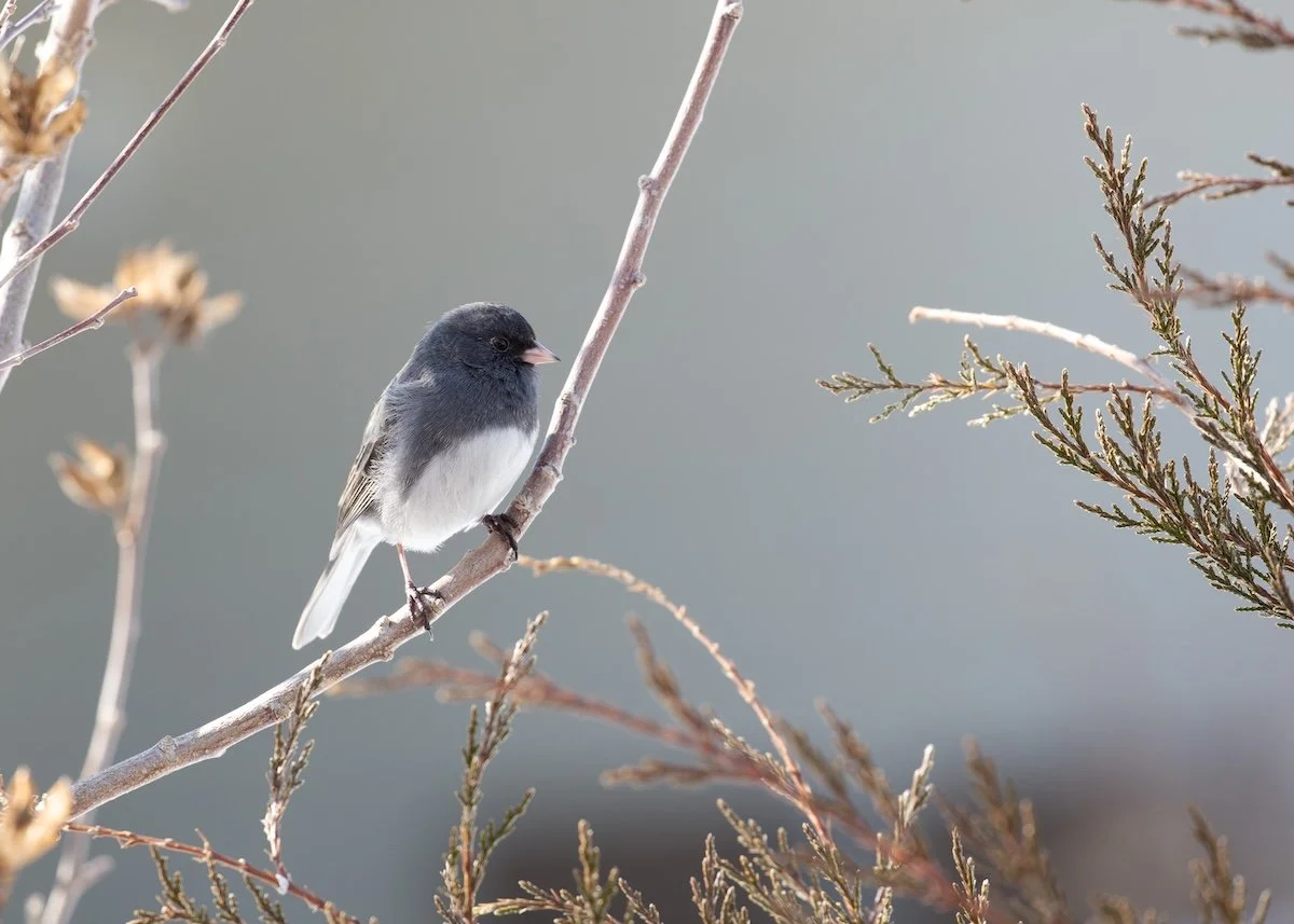 Dark-eyed Junco, Lucy Franco/Audubon Photography Awards