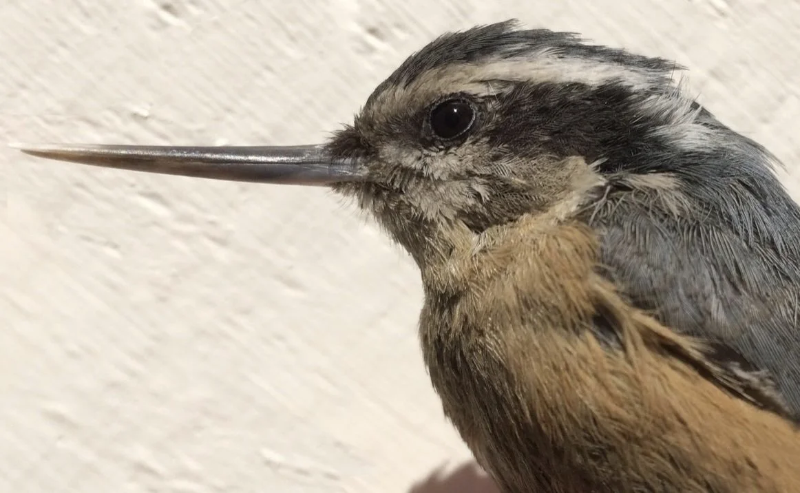 Red-breasted Nuthatch with deformed beak, Alaska Science Center, USGS