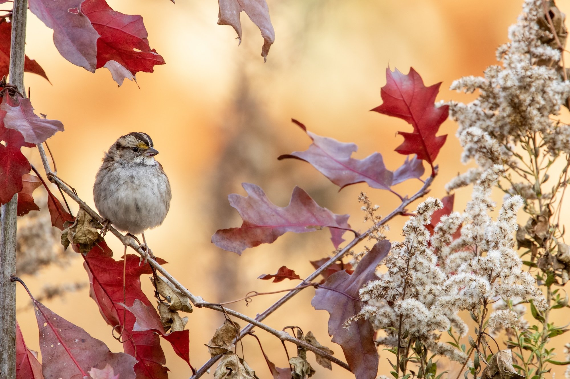 White-throated Sparrow, Ashrith Kandula/Audubon Photography Awards