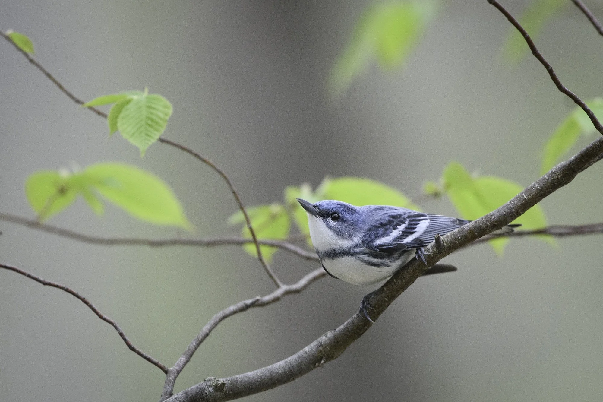 Virtual Comment Writing - Help Protect the Endangered Species Act