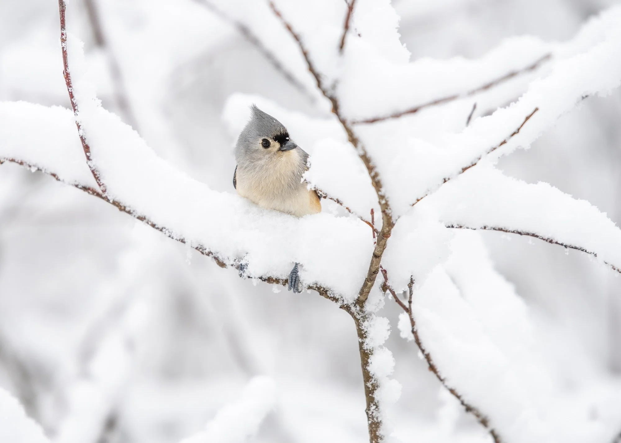 Bird Identification Workshop at Occoquan Bay National Wildlife Refuge