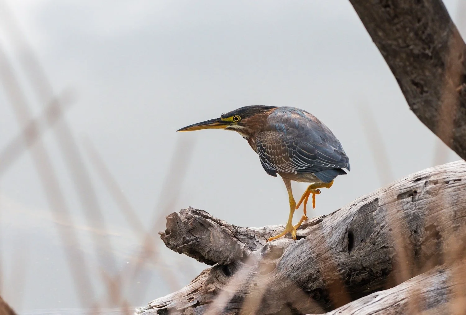 Winter Waterfowl Watch at Occoquan Bay National Wildlife Refuge