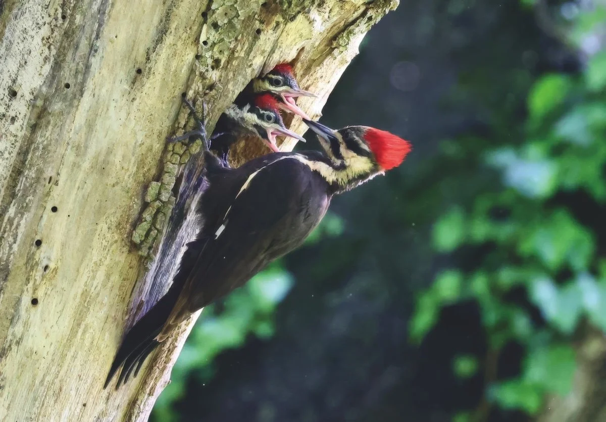 NVBA's Bird of the Year Webinar: Woodpeckers with Matt Felperin