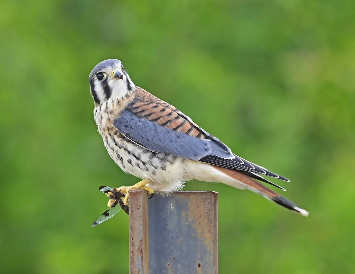 Alliance Afternoon: Searching for Lost Birds with John Mittermeier