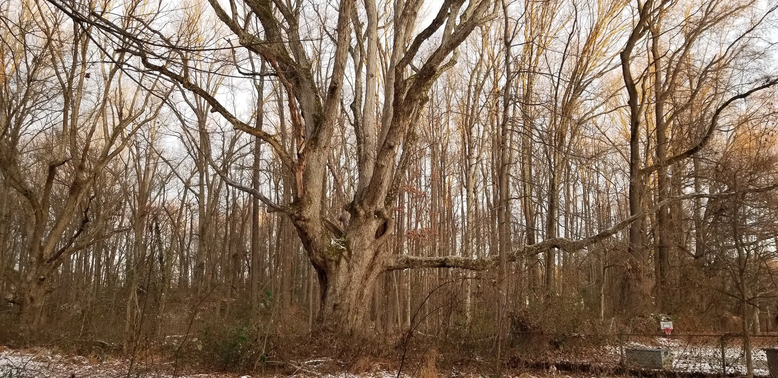 Wildlife Sanctuary Almanac: Love Our Mighty Oaks