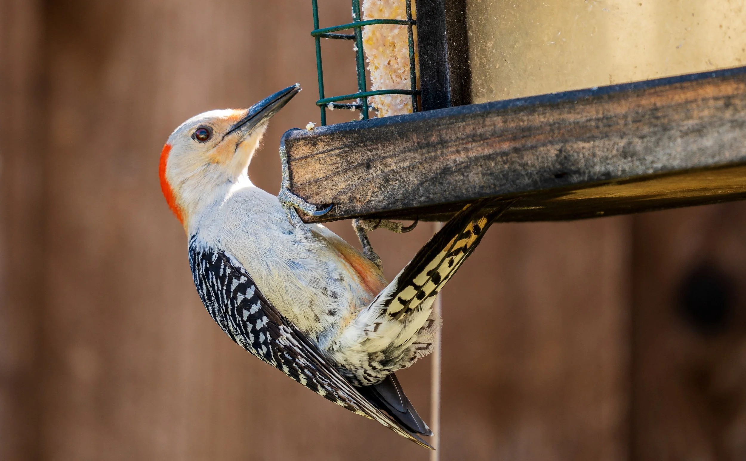 Feeding Birds in Winter