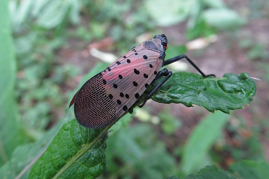Perspective on the Dreaded Spotted Lanternfly 