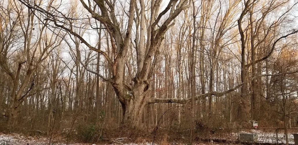 Swamp Chestnut Oak, Betsy Martin