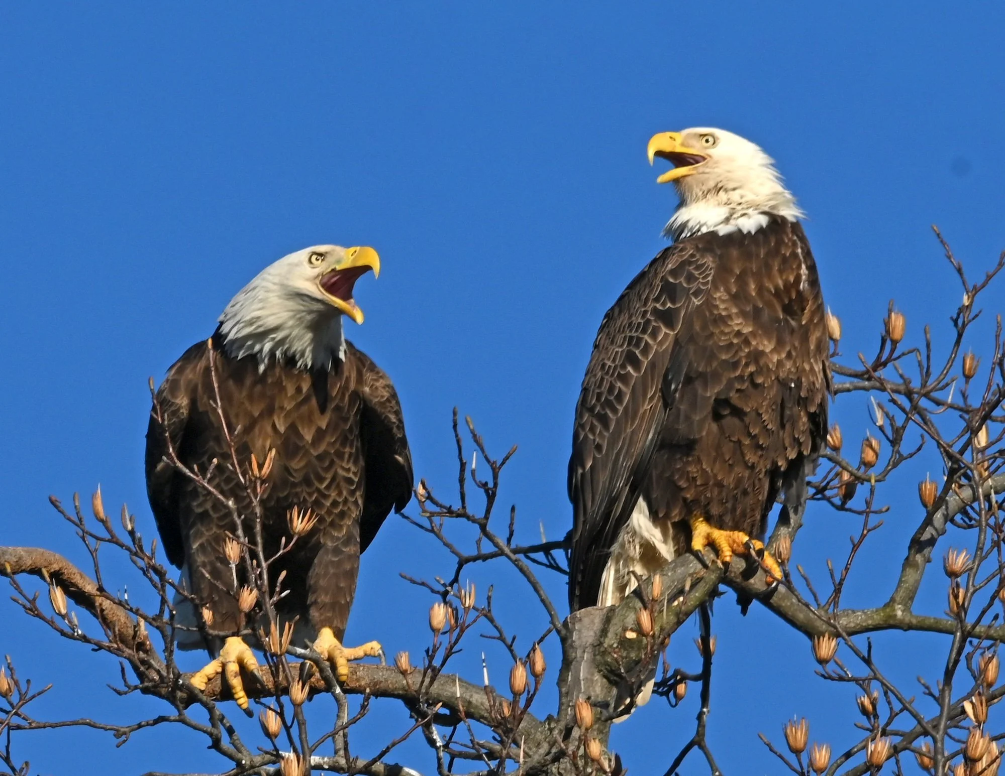 Bird Walk: Celebrate Save the Eagles Day!