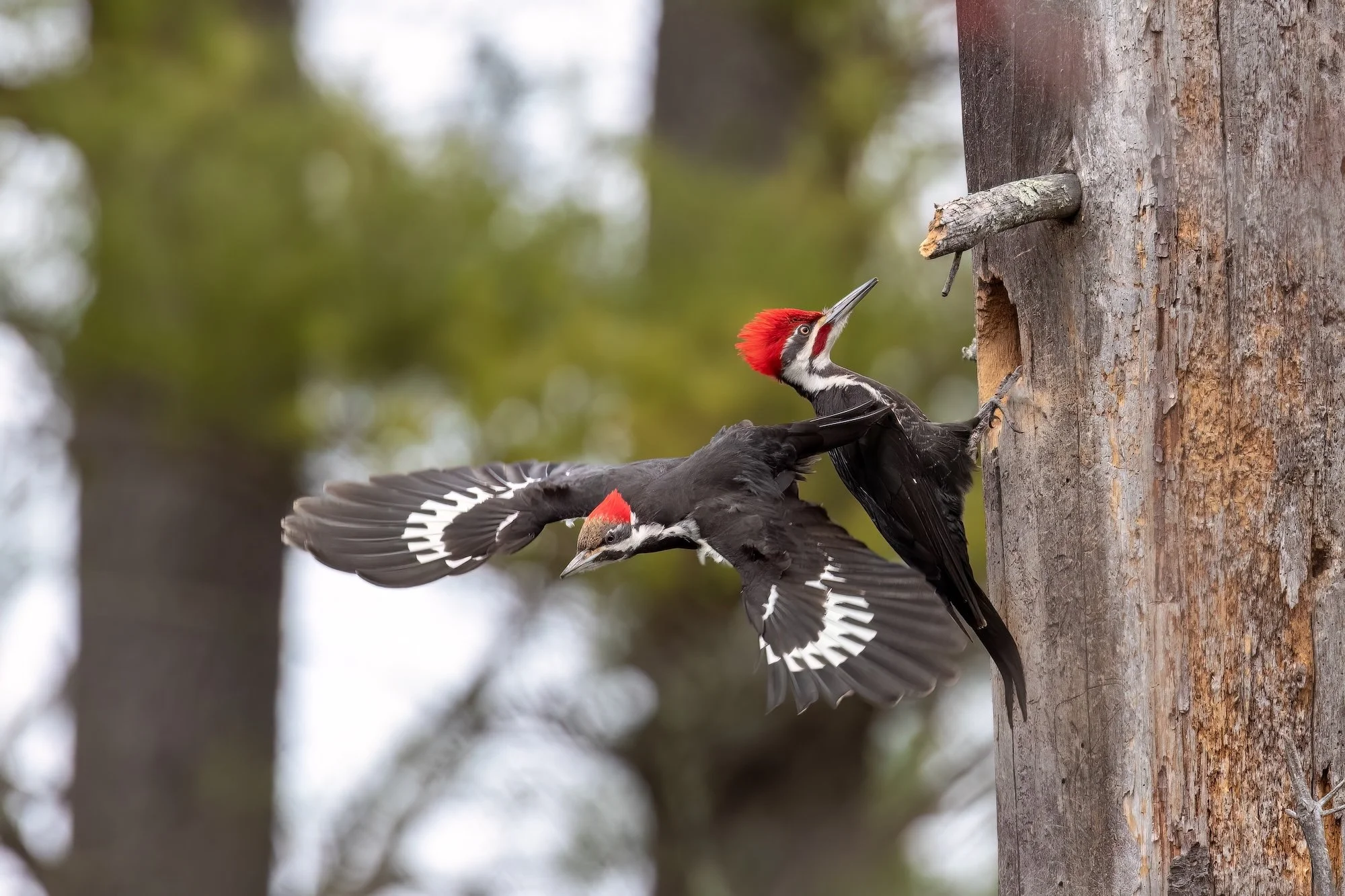 The 2026 Audubon Photography Awards are now open!&nbsp;