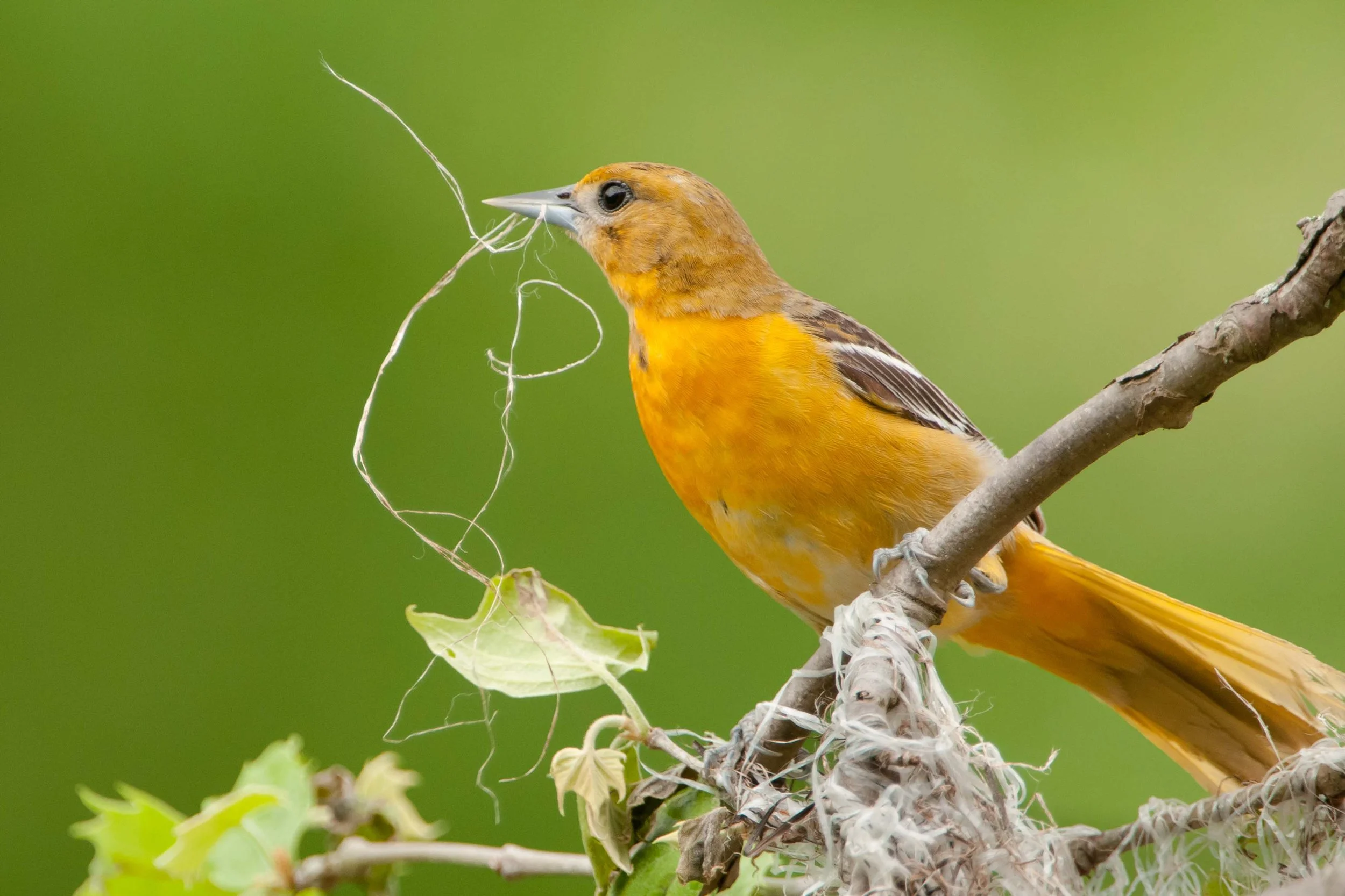 Updating the Virginia Breeding Bird Atlas