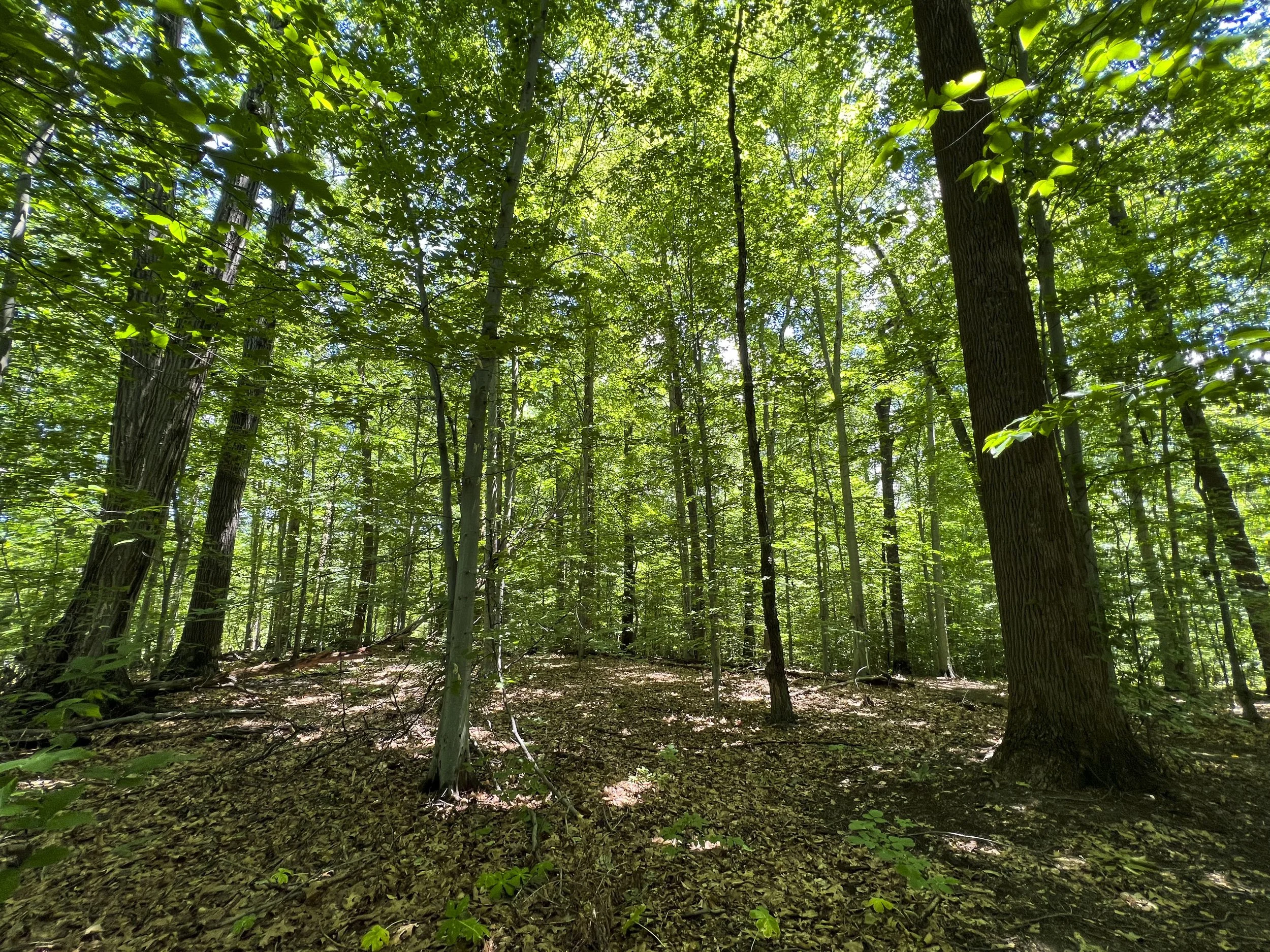 View of the path of the proposed trail, Val Morgan