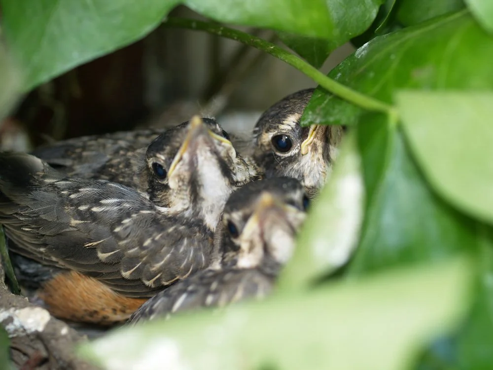 American Robins, William Harris/Audubon Photography Awards