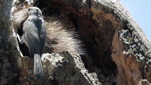 Yup, that's a raccoon "contributng" nesting material. Click for the video by Carol Doeringer