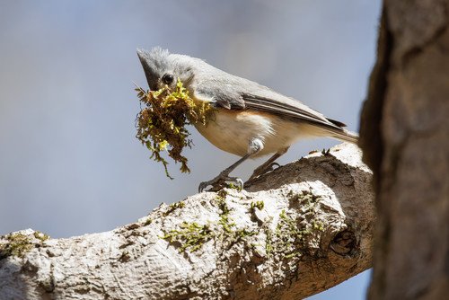 Collecting moss for a soft nest. Photo by Michael Fogleman