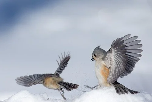 Titmice in action. Or is that Titmouses? Photo by Richard Rigternik