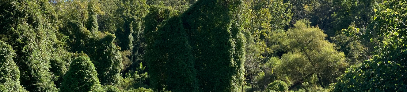 Help Rescue Fairfax County Trees