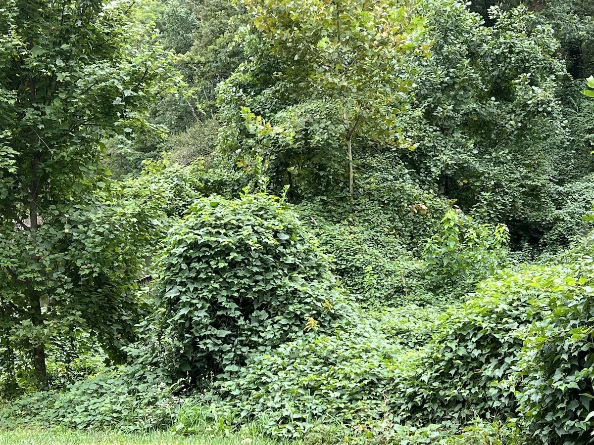 Invasive Plant Legislation Moves Forward in the Virginia Legislature