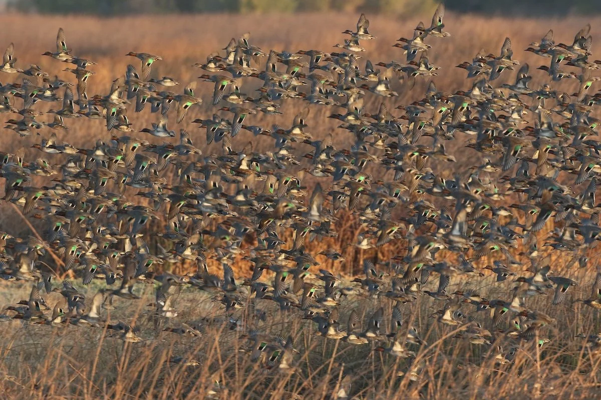 The Latest on Avian Influenza
