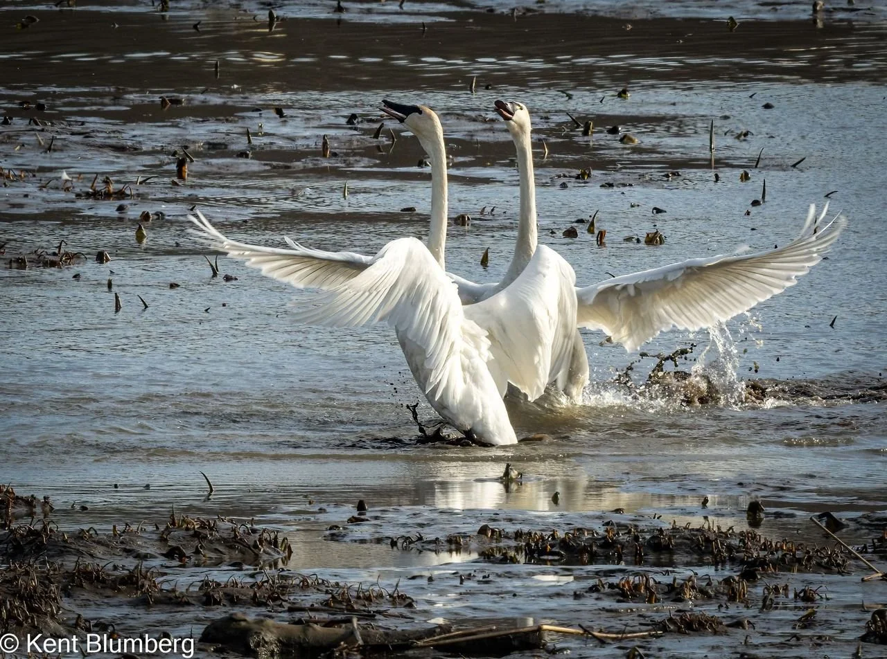 Tundra Swans