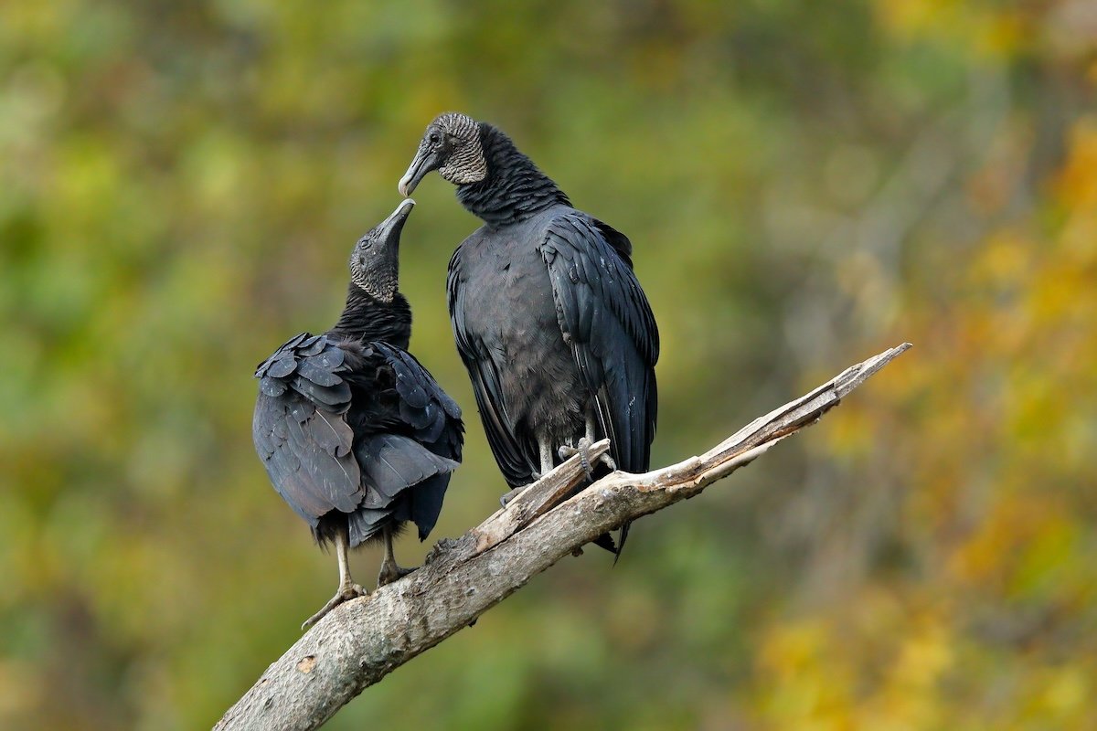 Black Vultures, Joe Subolefsky/Audubon Photography Awards