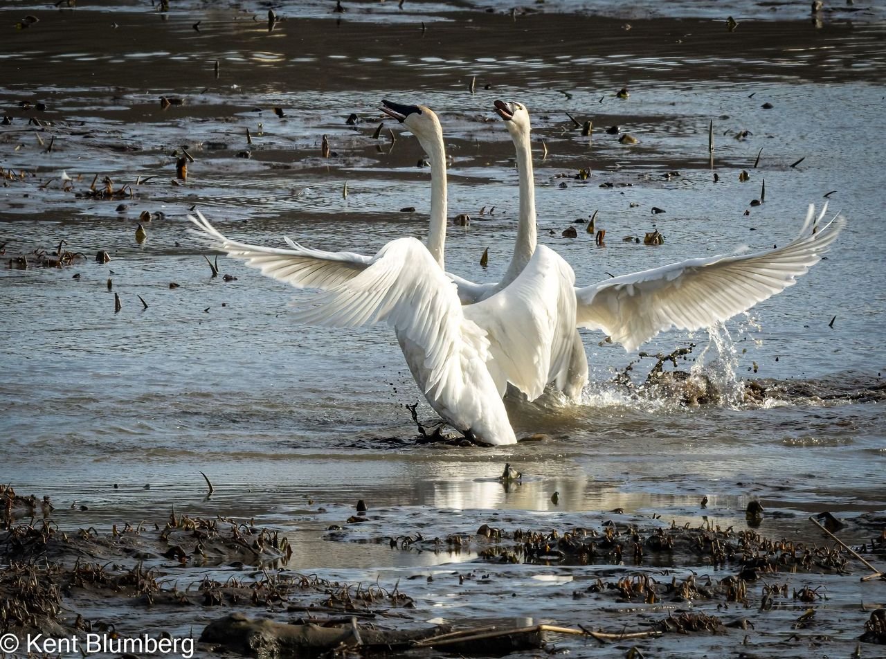 Tundra Swans, 