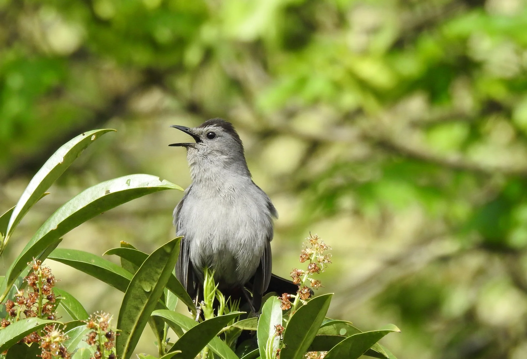 Birding By Ear with Colt Gregory