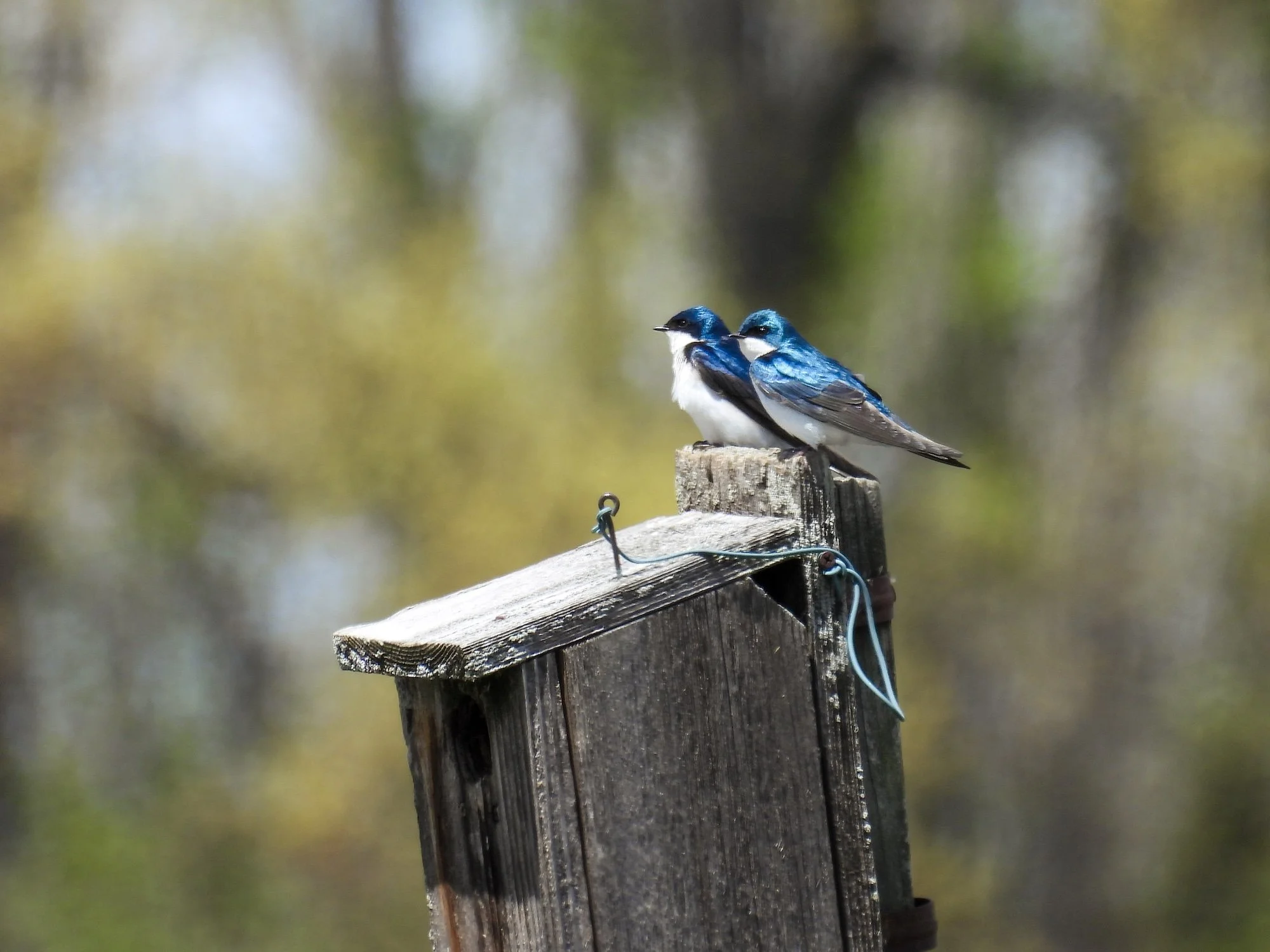 Bird Outing: Springtime Birding at Huntley Meadows Park