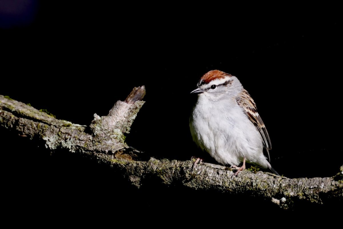 Virtual Workshop: Northern Virginia Backyard Bird ID