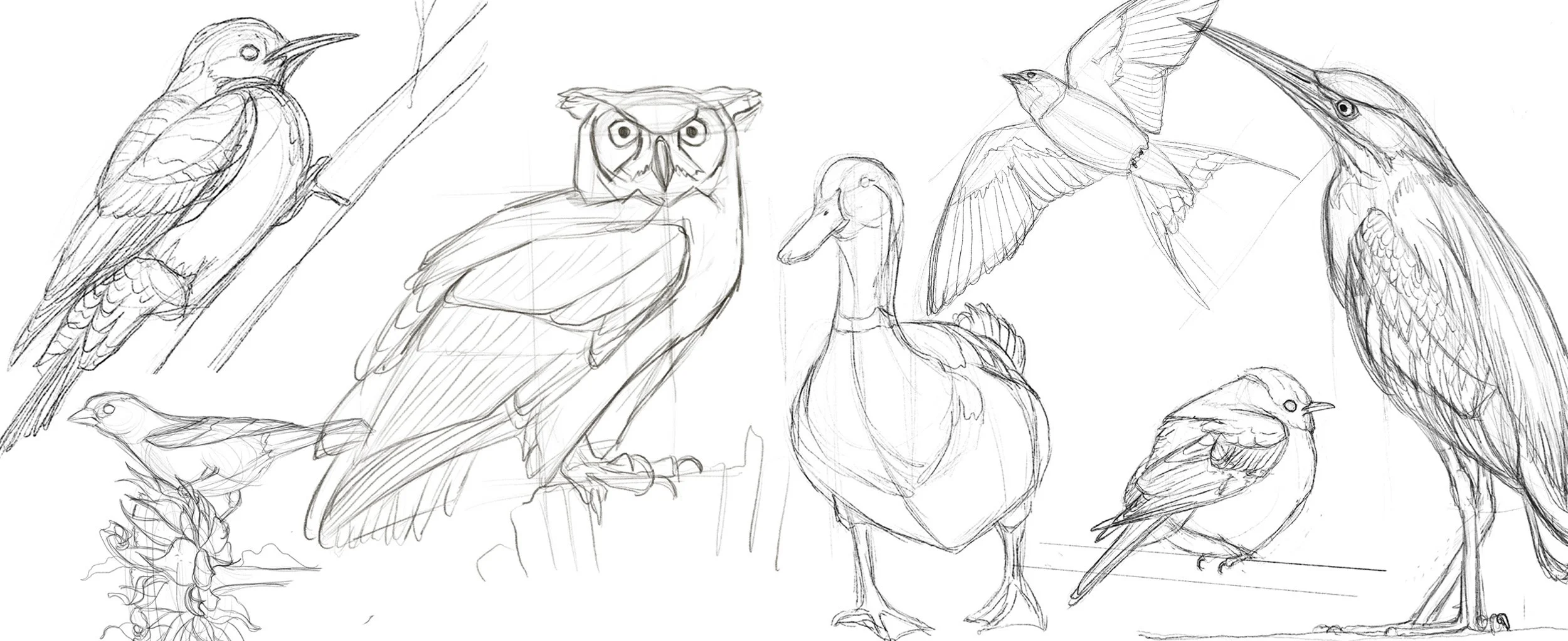 In-person Art Class: Sketching Birds 101 with Jess Michetti